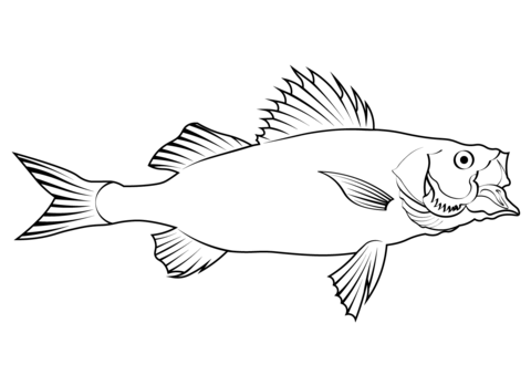 Japanese Sea Bass (Lateolabrax Japonicus) Coloring Page